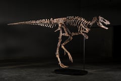Esqueleto de dinosaurio se vende por $47.3 millones en subasta en Nueva York