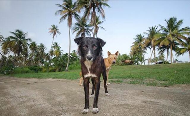 The Humane Society de Puerto Rico y el Municipio de Loíza se juntan para esterilizar mascotas