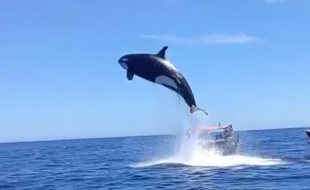 ¡Maravilloso! Orcas sorprenden con saltos espectaculares en Baja California Sur