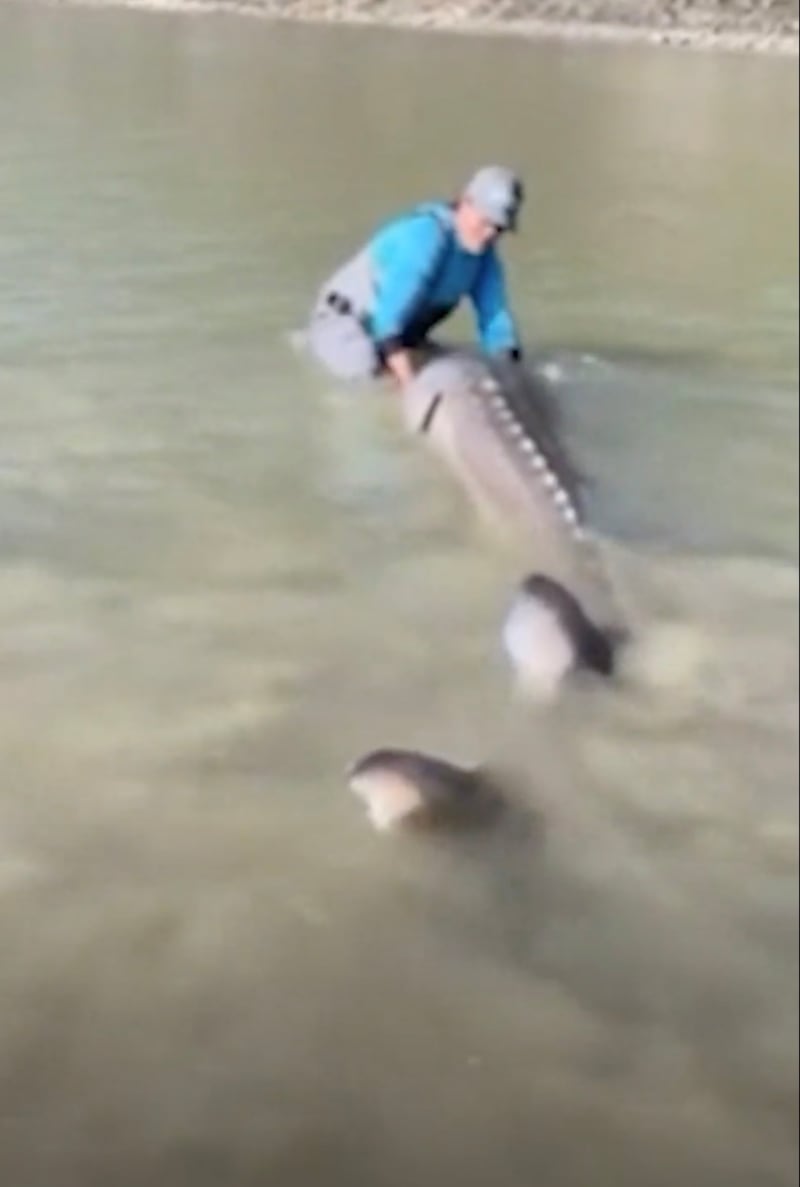 El ejemplar capturado por pescadores en Canadá mide unos tres metros.