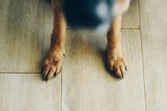 Perro muerde a niña de dos años en Yauco