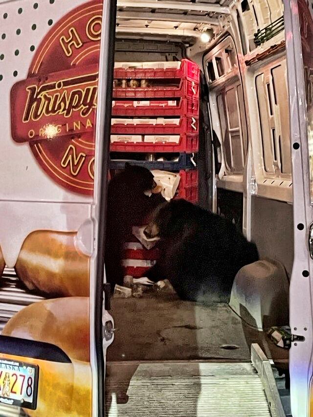Dos osos saquean camioneta de donas que hacía entregas en Alaska