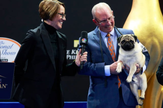Conoce a Vito: el primer pug en ganar el National Dog Show