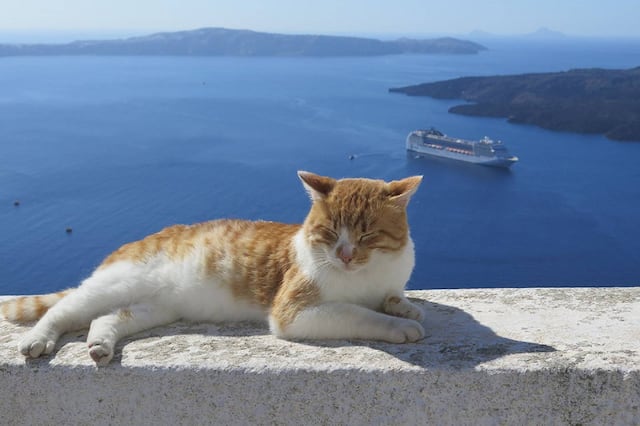 Si te gustan los animales, el trabajo soñado espera por ti en Grecia