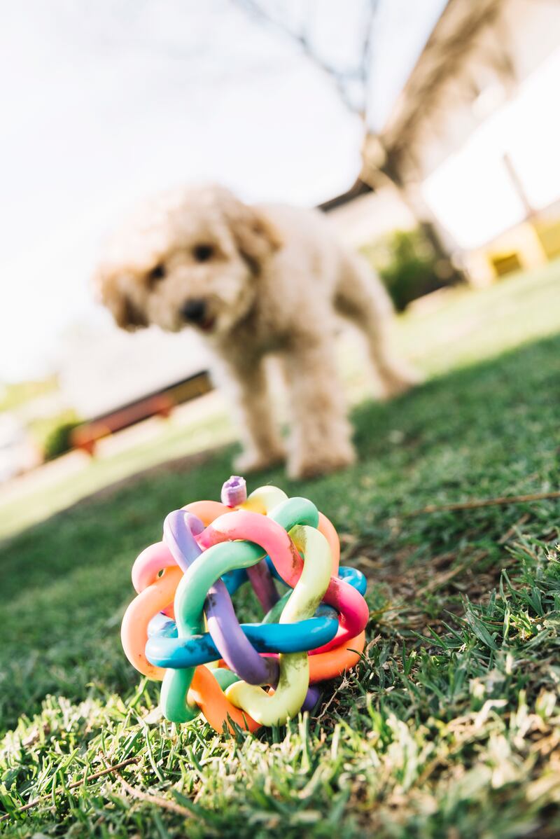 El enriquecimiento ambiental consiste en adaptar el entorno para que perros y gatos puedan desarrollar comportamientos naturales y mantenerse física y mentalmente activos. Foto: Magnific.