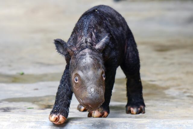 Nace rinoceronte de especie en peligro de extinción