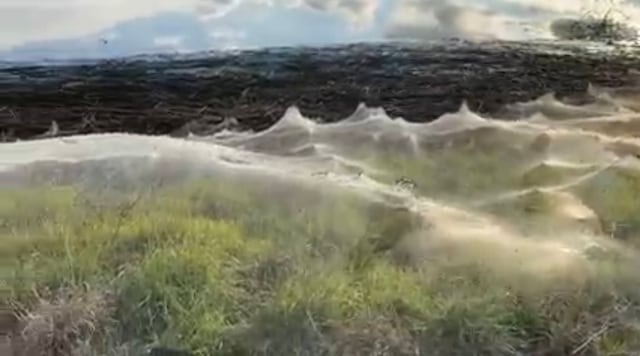 Enorme telaraña cubre zona de Australia