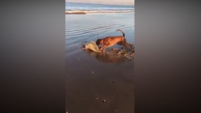 Repudio por perro que ataca a foca en la playa a "vista y paciencia" de su dueña
