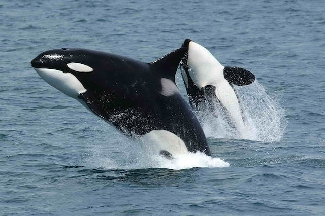 Las orcas tienen menos crías porque se centran en cuidarlas