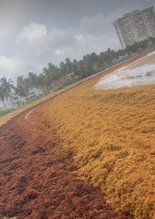 DRNA remueve sargazo en Fajardo y evalúa acumulaciones en San Juan y Río Grande