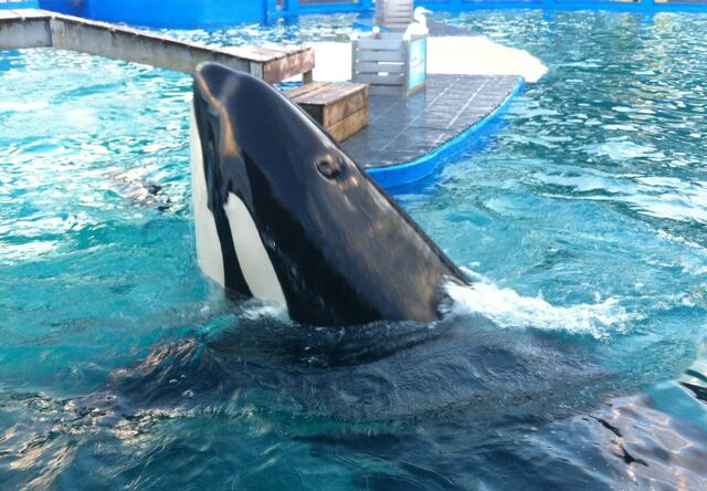 Alcalde de Miami Beach insta a liberar orca Lolita tras 47 años cautiva
