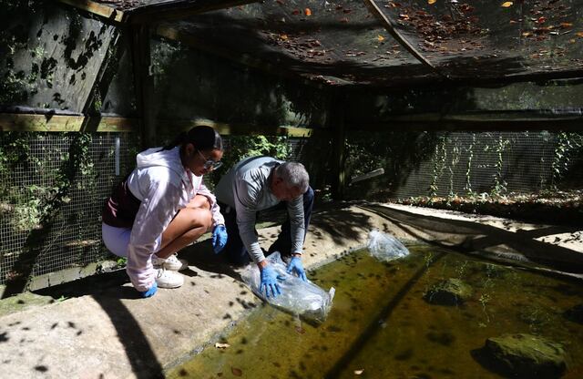 Apuestan a la reproducción en cautiverio para salvar al único sapo endémico de Puerto Rico