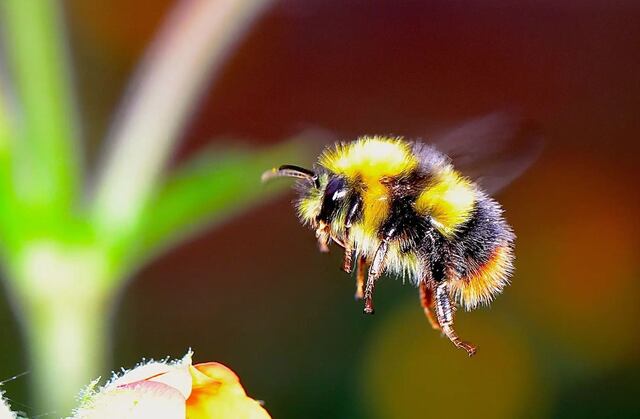 Estudio sugiere que las abejas tienen sentimientos