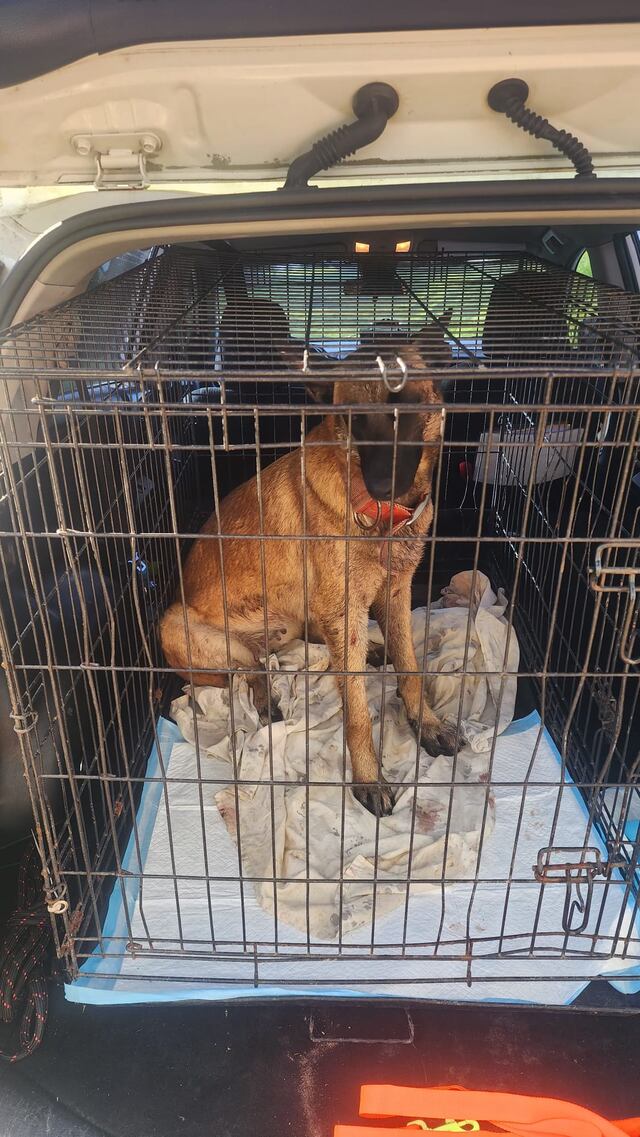 Agentes rescatan a un perro en Moca; estaba amarrado de un árbol