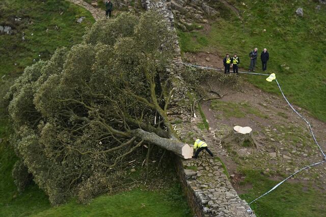 Indignación tras corte de legendario “árbol de Robin Hood” en Inglaterra