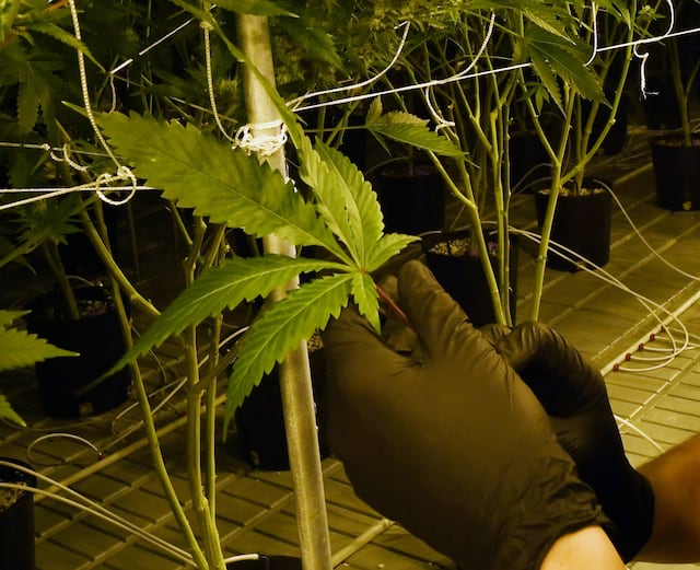 Sin cambios la industria de cannabis medicinal en Puerto Rico tras reclasificación federal