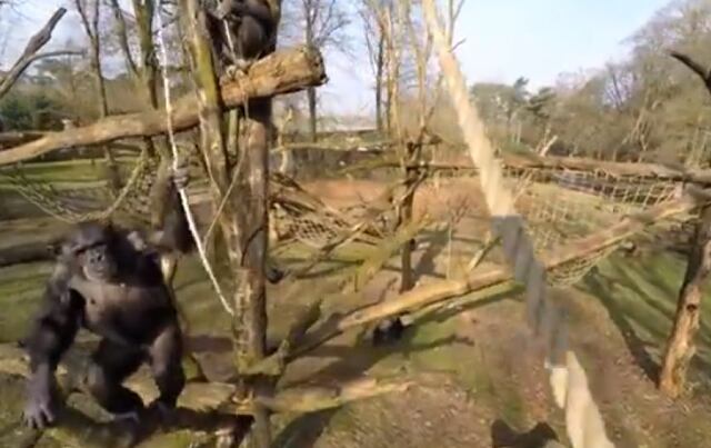 Chimpancé golpea a dron que lo grababa
