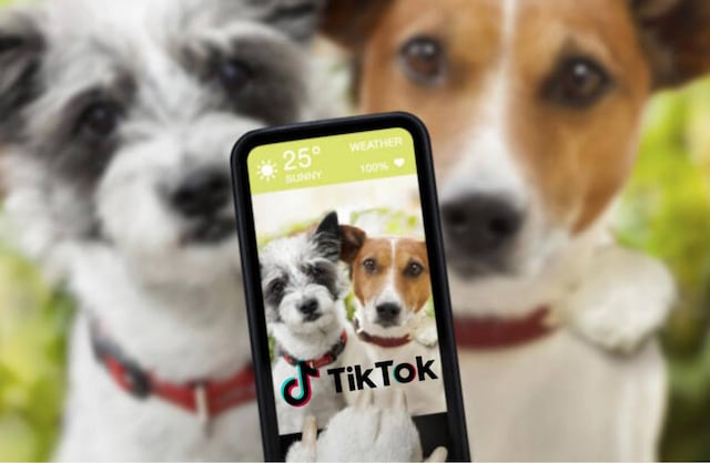 Las peligrosas tendencias de TikTok que pone en riesgo a las mascotas