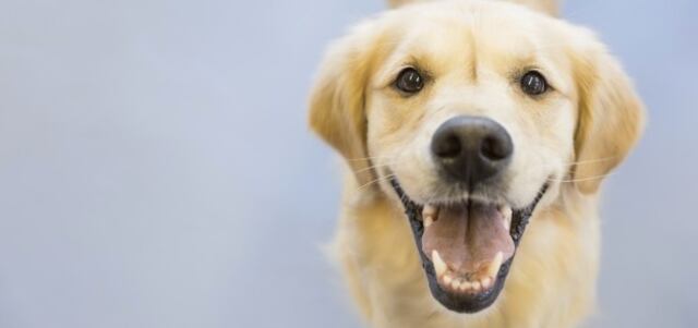Aprenda a desparasitar su perro con sencillos consejos
