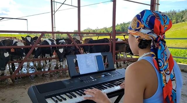 Vacas se “relajan” al ritmo de la música en vaquería de Vega Baja