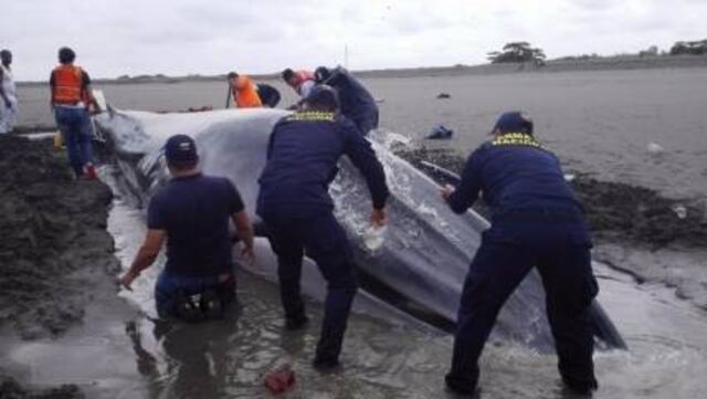 Ballena de 15 metros muere tras encallar en playa colombiana
