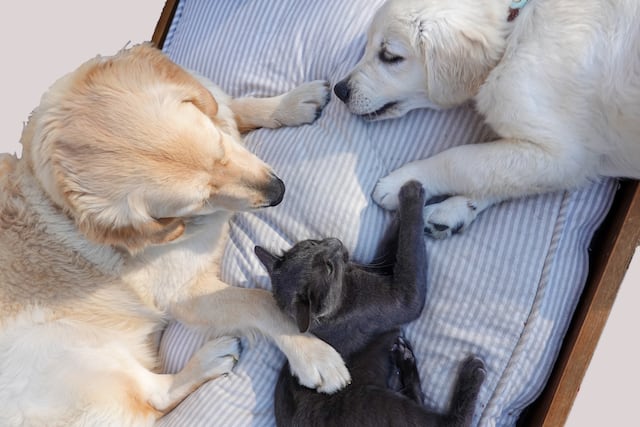 Aprueban medida que busca prohibir rifas y ventas de animales en Internet