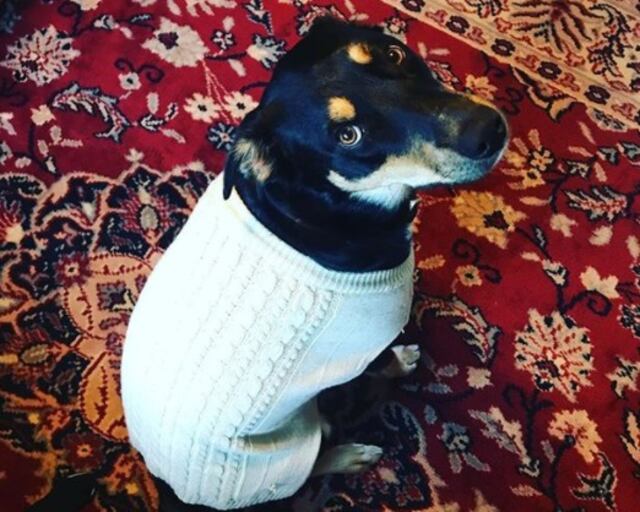 Perro finge estar enfermo para que sus dueños falten al trabajo