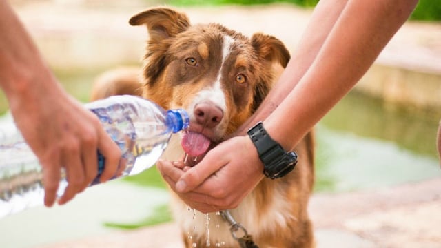 ¿Cómo mantener frescos a los perros en verano?