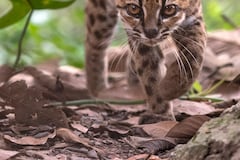 Descubren nueva especie de felino en Bolivia, la primera en más de un siglo