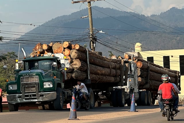 Industria de la madera en Honduras sobrevive entre incendios, tala ilegal y gorgojos