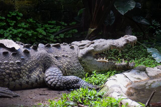 Cocodrilo le muerde la cabeza a un buzo que nadaba junto a su familia