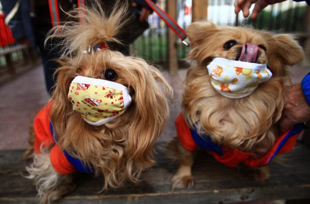 Confirman casos de gripe canina en la Florida
