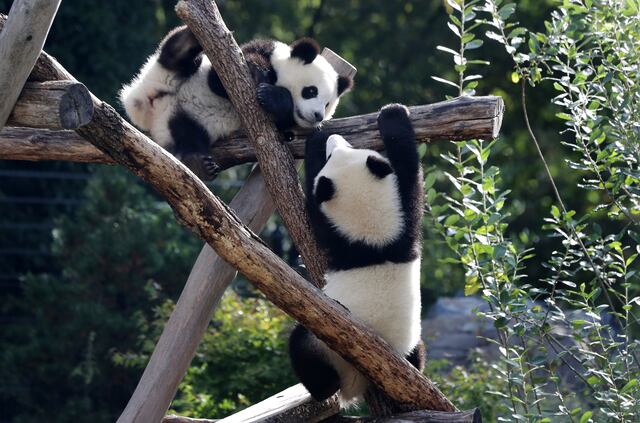 Zoológico de Berlín envía a China los primeros pandas nacidos en Alemania