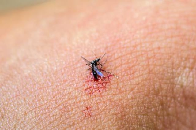 Revelan por qué los zancudos disfrutan tanto la sangre