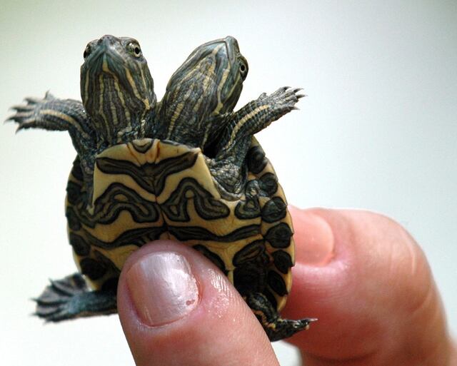 Biólogos hallan tortuga con dos cabezas en Florida