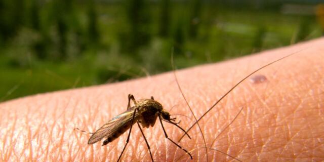 Salud reporta merma en casos de chikungunya