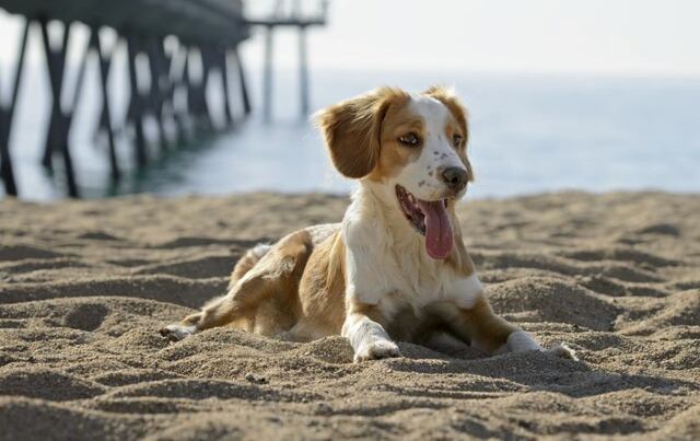 De paseo y playa con el perro