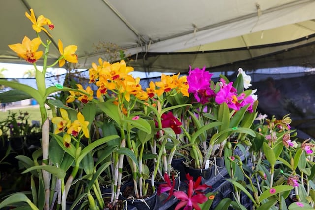 Cataño celebra la décima edición del Festival de Orquídeas este fin de semana