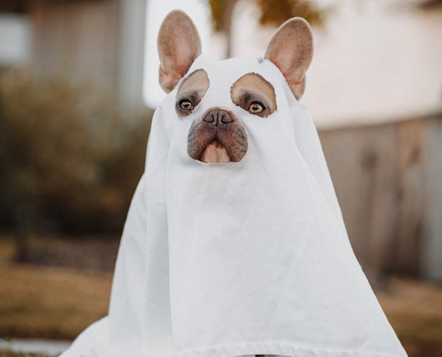 Consejos para mantener segura a tu mascota en Halloween