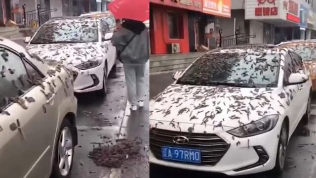 Viral: Caen gusanos del cielo en China y las imágenes son sorprendentes