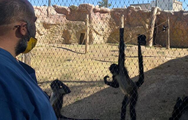 Vándalos se meten a jaula de un zoológico en México para golpear a los monos