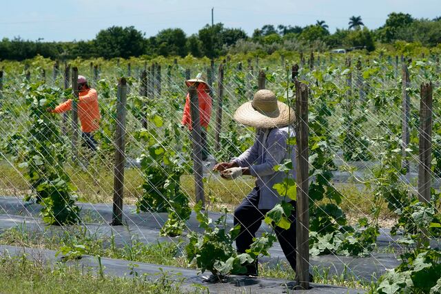 Por pavor a la nueva ley, inmigrantes de Florida cambian radicalmente sus rutinas
