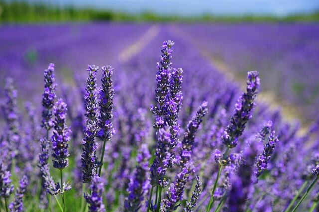 Lavanda en la cocina: aroma floral para transformar recetas cotidianas