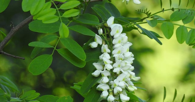 Cualidades de la moringa oleifera