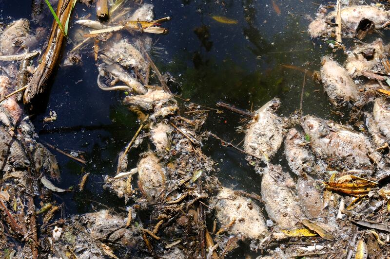 Peces muertos en descomposición flotan en el río Las Villas, que alimenta el embalse San Onofre en Ayotlán, México, el jueves 9 de diciembre de 2021. Los peces murieron aparentemente víctimas de la vinaza, un subproducto creado en la destilación del tequila que se derramó en un arroyo en esa zona del occidente mexicano. (Foto AP/Refugio Ruiz)