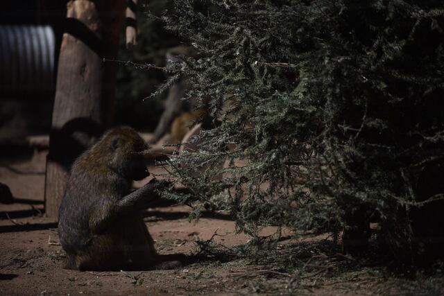 Retiran más de 100 animales de zoológico en Virginia