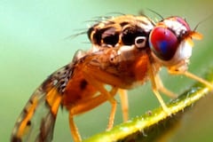 Agricultura comenzará fumigación contra la mosca del Mediterráneo en San Jua