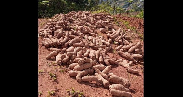 Agricultor denuncia en Facebook pérdida de sus cosechas por falta de apoyo comercial