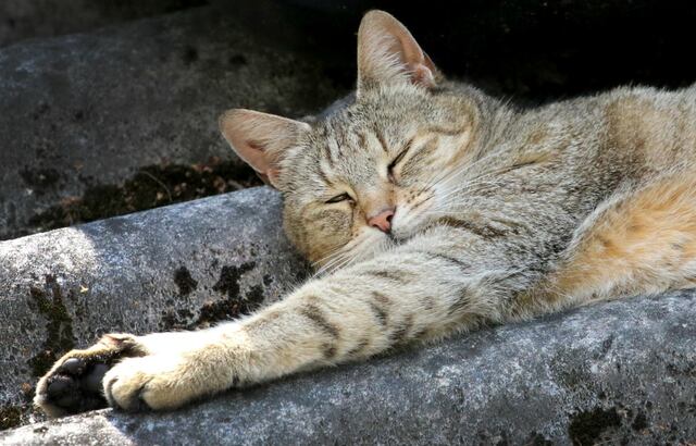 ¿Cómo saber si mi gato está enfermo?