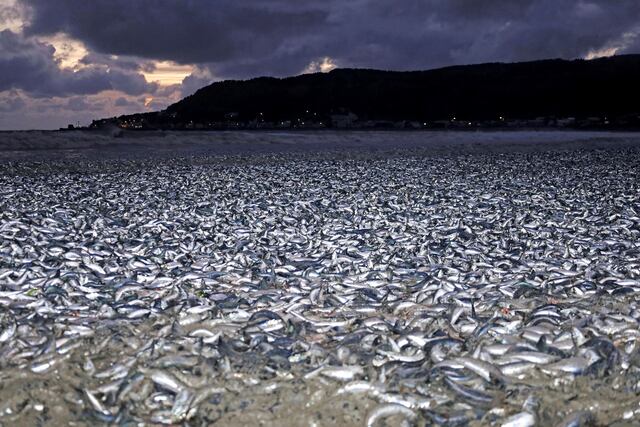 Miles de toneladas de sardinas muertas saturan playa en norte de Japón